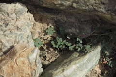 Euphorbia granulata