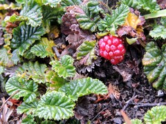 Rubus geoides