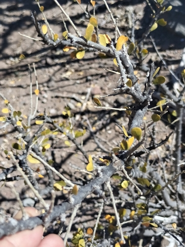Image of Adelia brandegeei by no rights reserved