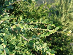Flueggea verrucosa
