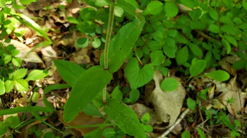 Image of Penstemon pallidus by (c) Lily B., some rights reserved (CC BY)