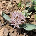 Allium minutiflorum - Photo (c) MRN, algunos derechos reservados (CC BY-NC), subido por MRN