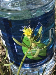 Halerpestes cymbalaria