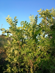 Ptaeroxylon obliquum