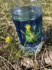 Halerpestes cymbalaria