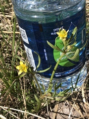 Halerpestes cymbalaria