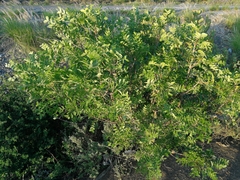 Ptaeroxylon obliquum