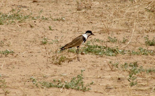 Spur-winged Lapwing