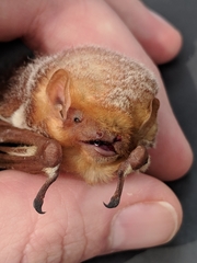 Lasiurus borealis