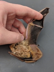 Lasiurus borealis