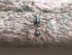 Crematogaster matsumurai