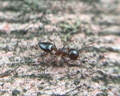 Crematogaster matsumurai