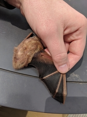 Lasiurus borealis