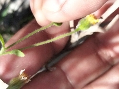 Image of Perityle californica by no rights reserved