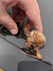 Lasiurus borealis