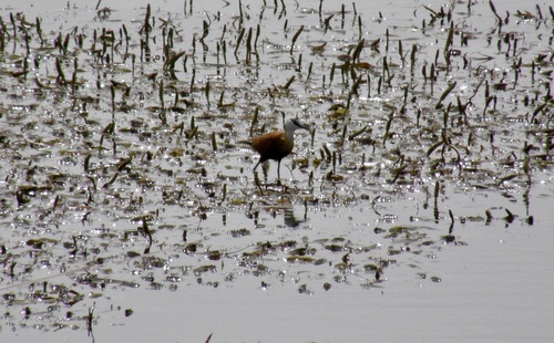 African Jacana