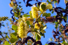 Pithecellobium lanceolatum