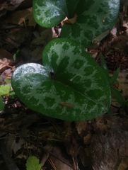 Aristolochiaceae