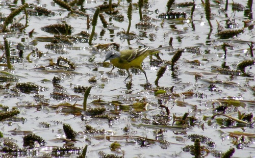 Western Yellow Wagtail