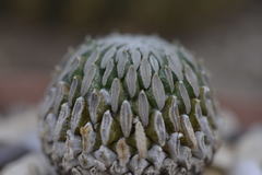 Pelecyphora aselliformis