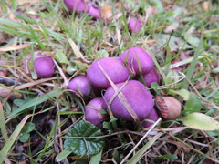 Cortinarius magellanicus