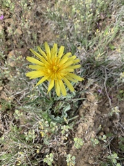 Nothocalais cuspidata