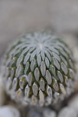 Pelecyphora aselliformis