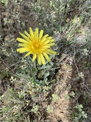 Nothocalais cuspidata