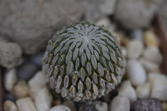 Pelecyphora aselliformis