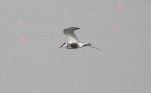 Whiskered Tern