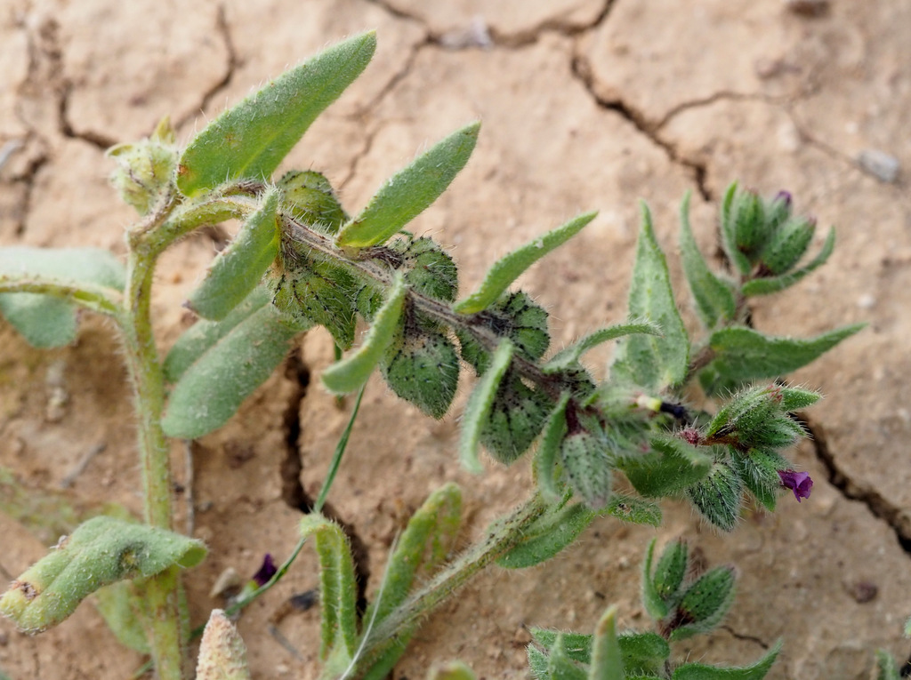 Nonea melanocarpa