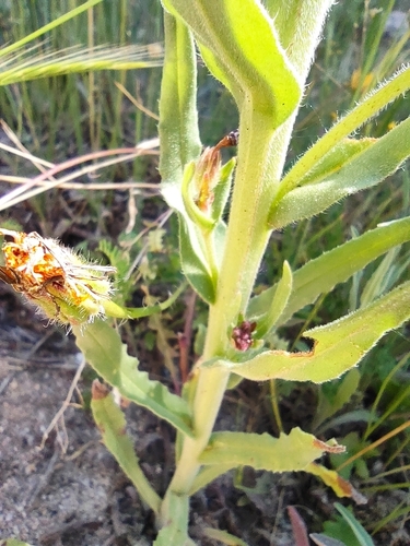 Image of Anchusa undulata by (c) Daniel Heras González, some rights reserved (CC BY)