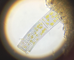 Fragilaria