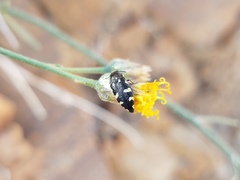 Acmaeodera vernalis
