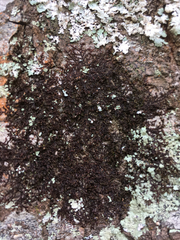 Frullania kunzei