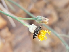 Acmaeodera vernalis