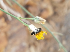 Acmaeodera vernalis