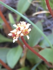 Micranthes aprica