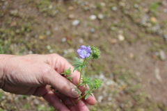 Phacelia hirsuta
