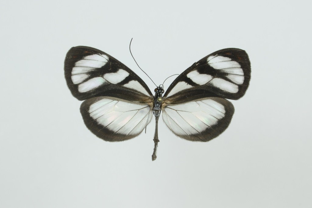 Oleria tigilla