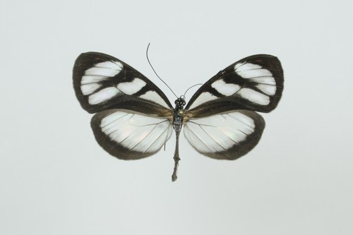 Oleria tigilla