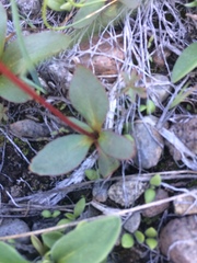 Micranthes aprica