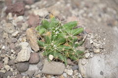 Mammillaria longimamma