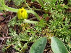 Ranunculus millefoliatus