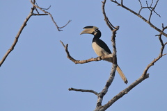 Anthracoceros coronatus