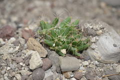 Mammillaria longimamma