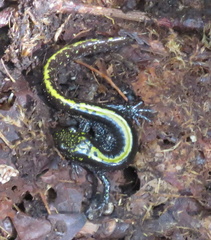 Ambystoma macrodactylum macrodactylum