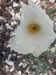 Argemone grandiflora