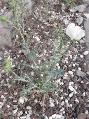 Argemone grandiflora