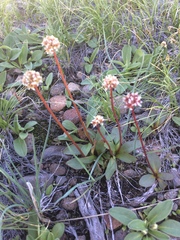 Micranthes aprica
